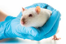 Image of a mouse in the hands of a scientist with gloves